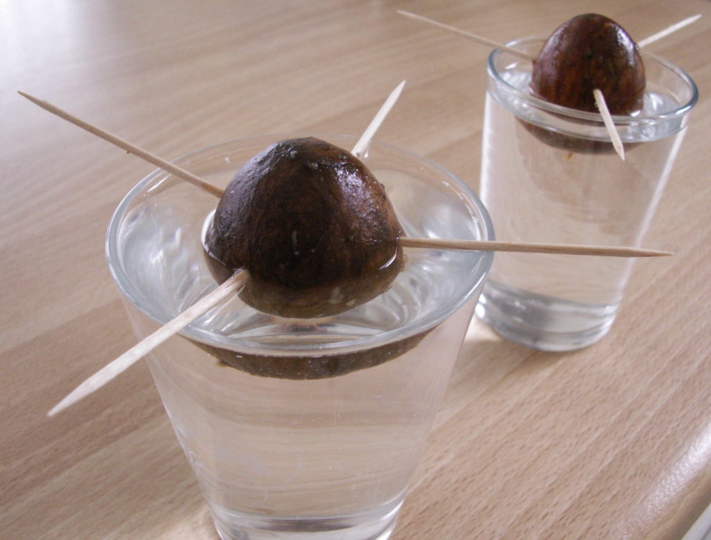 Hoe moet je avocado kweken? Avocadoplant of boom uit pit kweken Hoe moet je avocado kweken? Avocadoplant of boom uit pit kweken