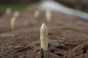 witte asperge kweken